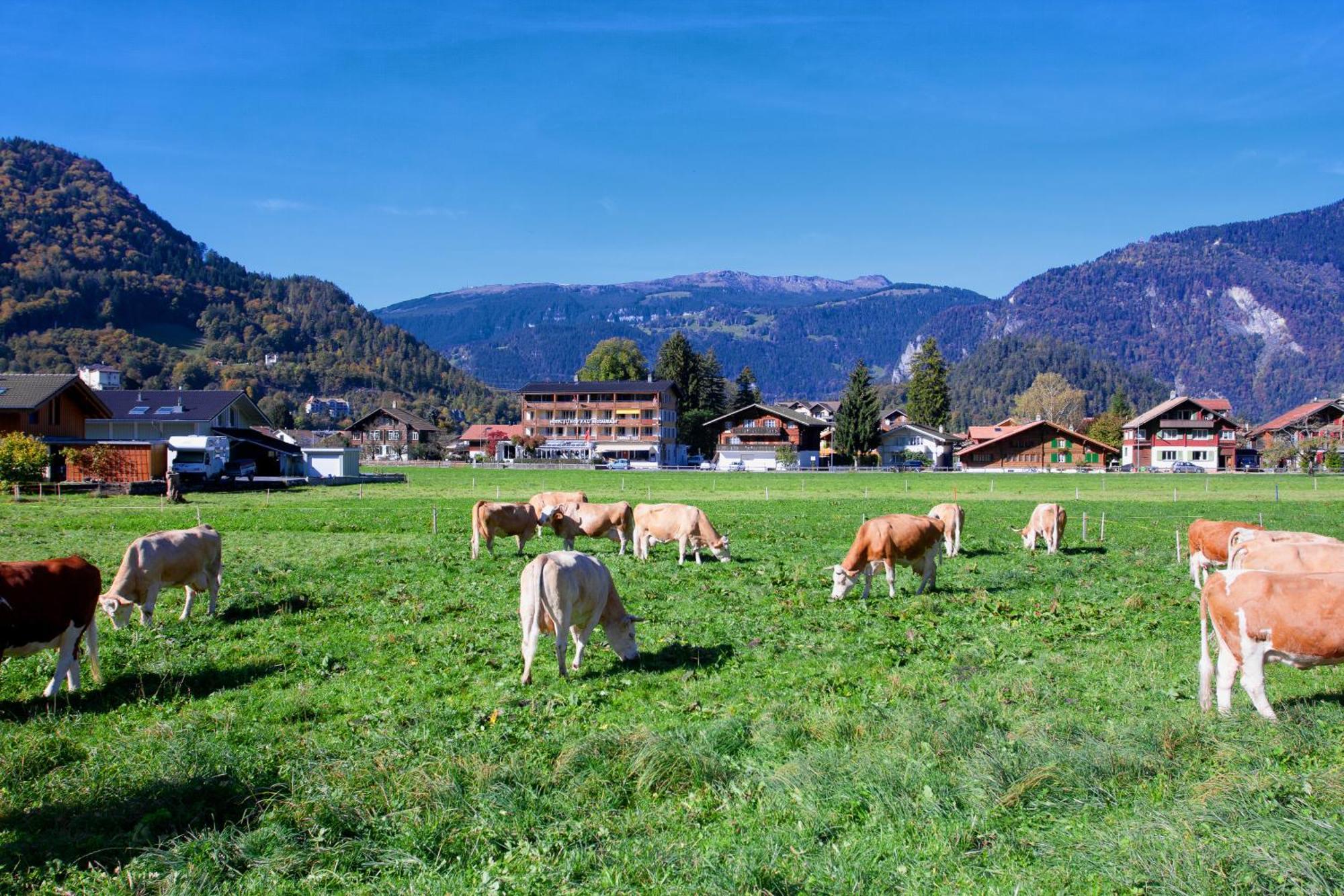 Jungfrau Hotel Wilderswil Exterior foto